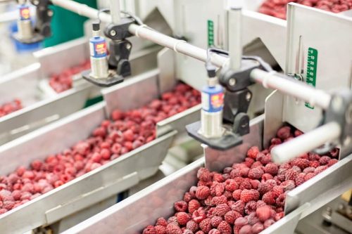 Image depicting berries as part of the food processing process.